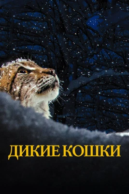 Дикие кошки постер